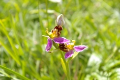 bee orchid